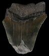 Partial, Serrated, Megalodon Tooth - Feeding Damage #56742-1